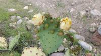 Cactus Blossom�